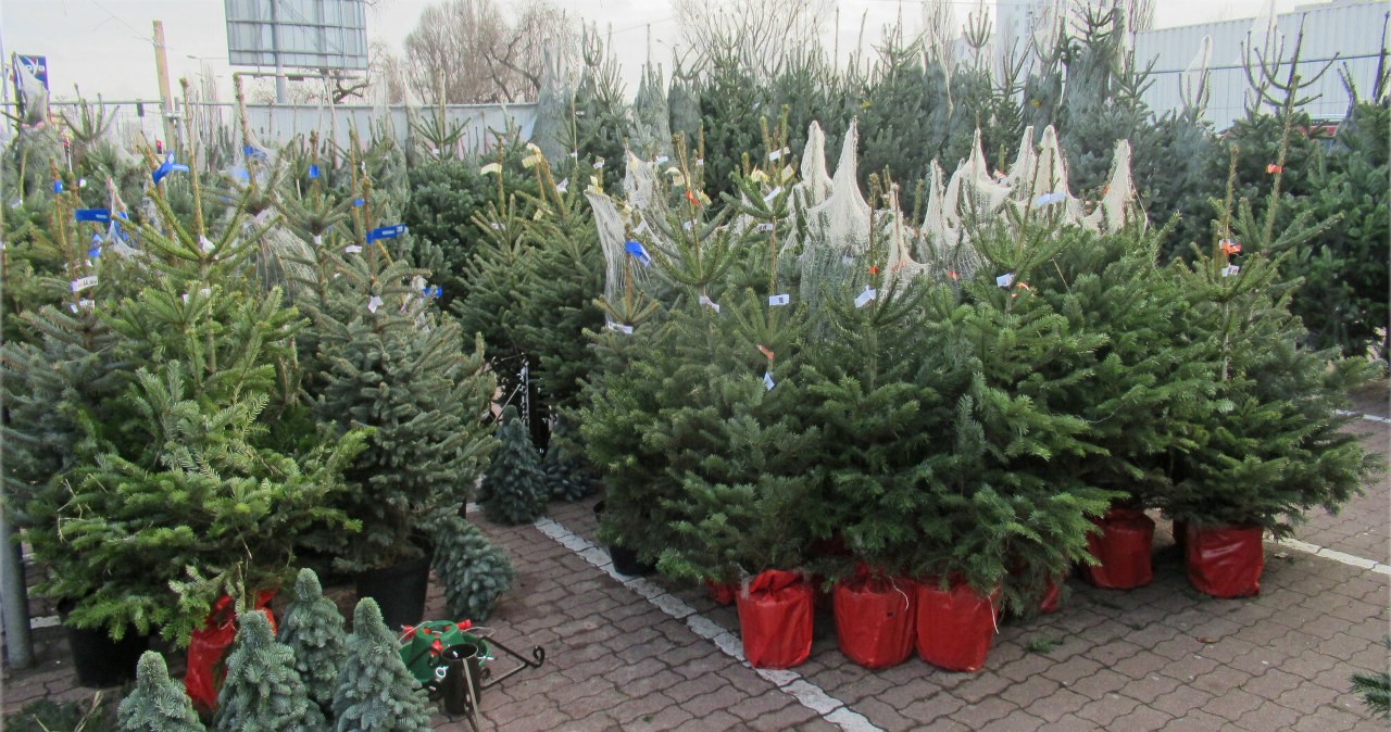 Przejdź na stronę główną INTERIA.PL