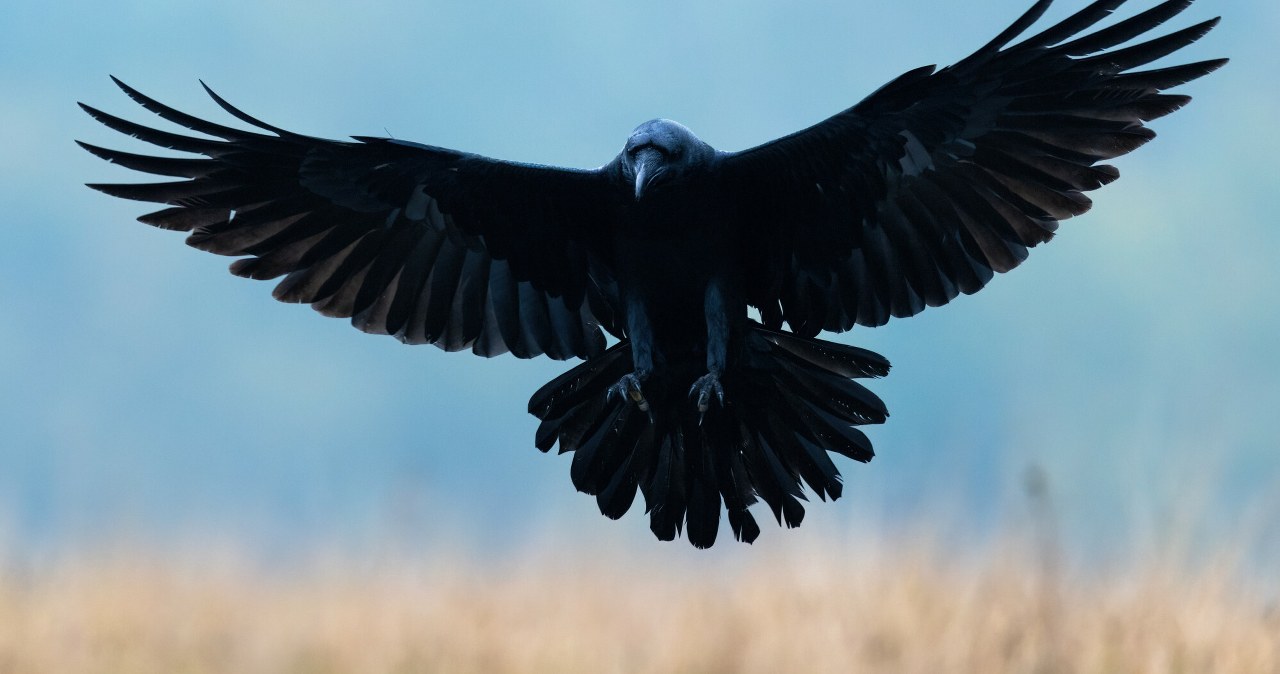 Przejdź na stronę główną INTERIA.PL