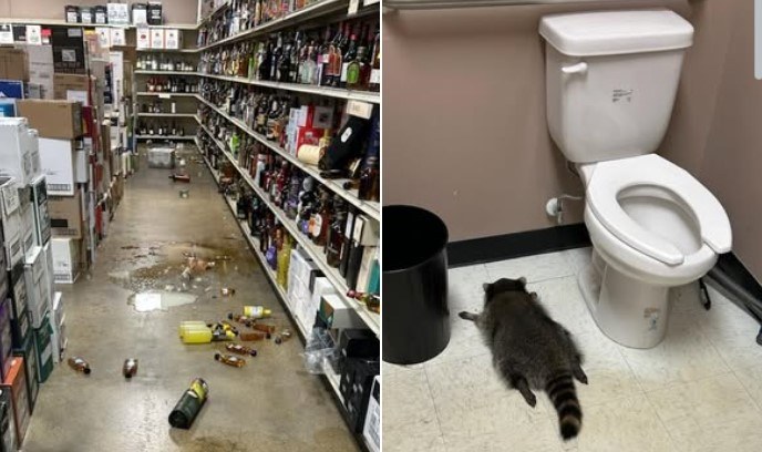 Szop włamywacz upił się w monopolowym do nieprzytomności /Hanover County Animal Protection and Shelter /Facebook