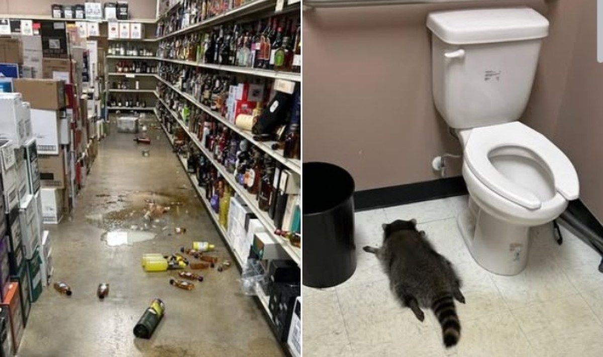 Szop pracz recydywista. Włamał się do monopolowego, a teraz do studia karate