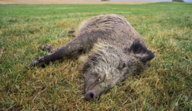 Łódzkie: Znaleziono 10 martwych dzików. U ilu wykryto ASF?