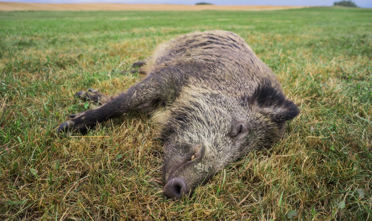 Łódzkie: Znaleziono 10 martwych dzików. U ilu wykryto ASF?