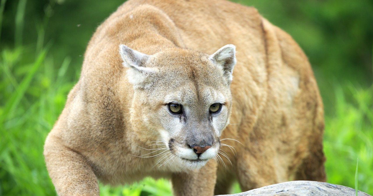 Przejdź na stronę główną INTERIA.PL