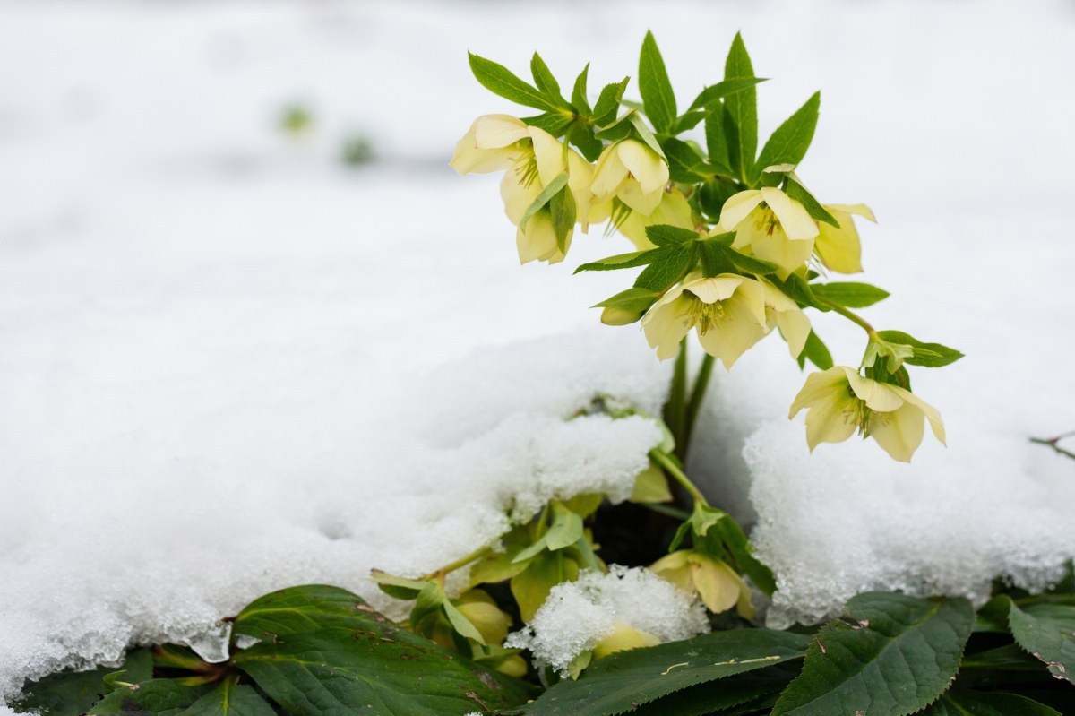 Już dziś pierwszy dzień zimy. To najkrótszy dzień w roku
