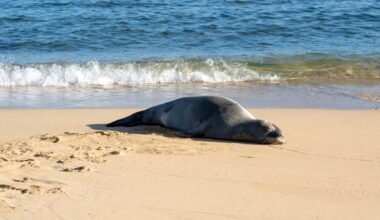 Włochy: Rzadki widok na plaży zaciekawił turystów i mieszkańców. Foka nie ma spokoju