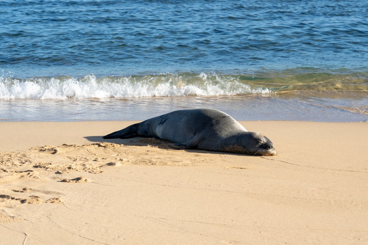 Włochy: Rzadki widok na plaży zaciekawił turystów i mieszkańców. Foka nie ma spokoju