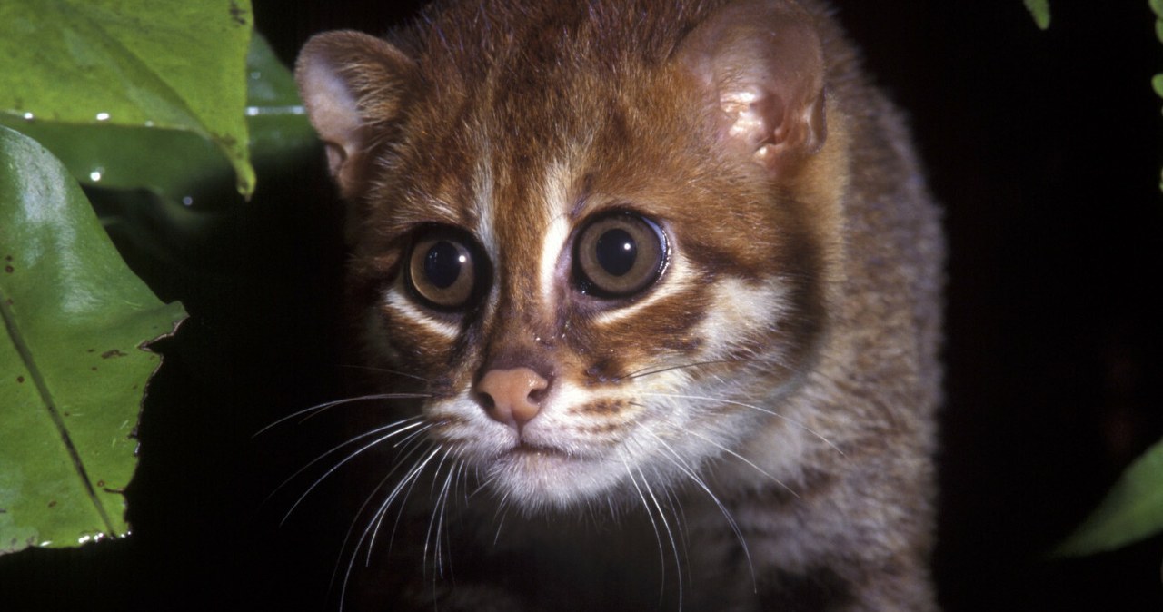 Przejdź na stronę główną INTERIA.PL