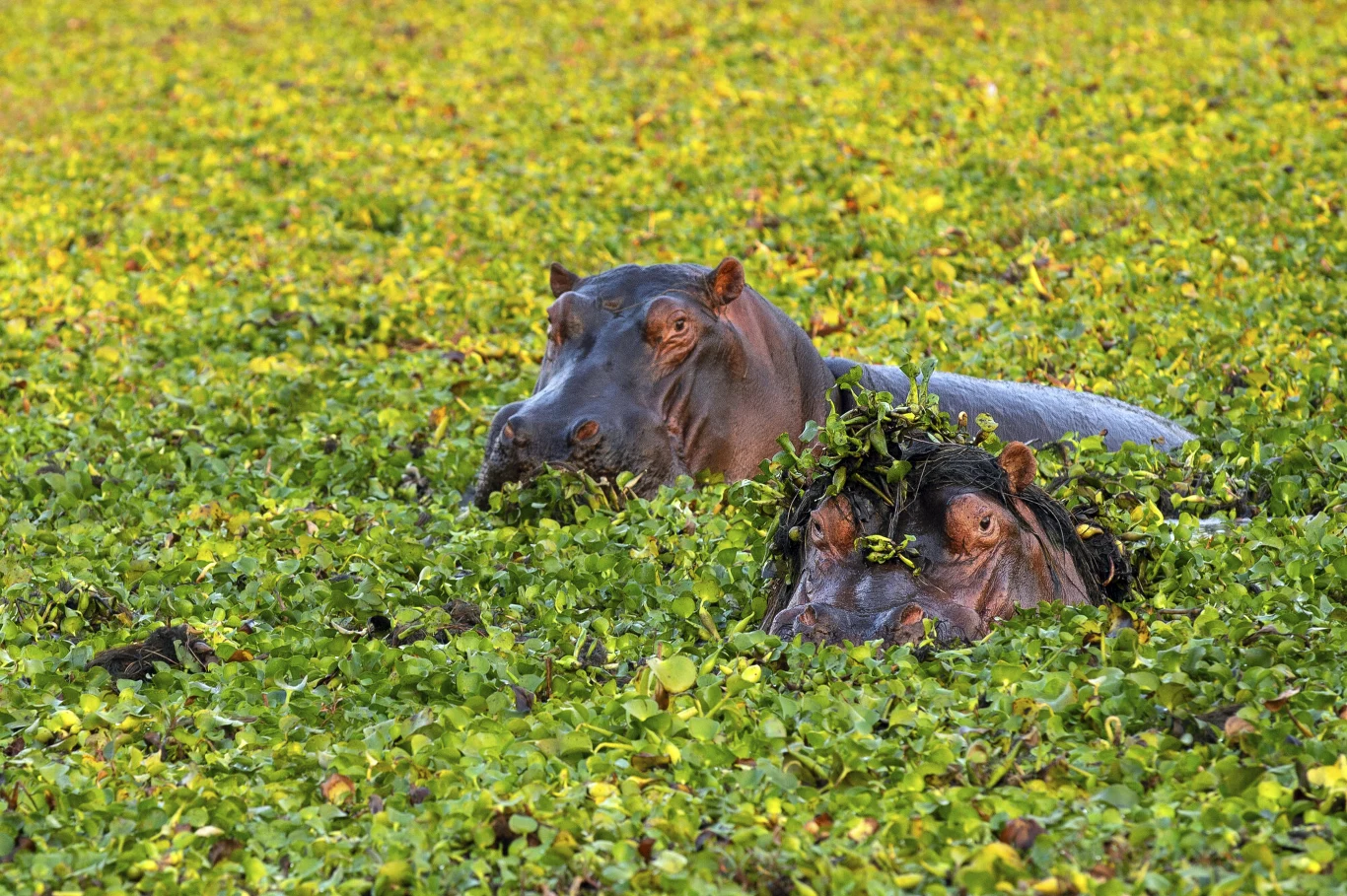 Dwa hipopotamy częściowo zanurzone w gęstej, zielonej roślinności wodnej, ich głowy i oczy widoczne ponad wodą, na głowie jednego z nich znajdują się zielone liście.
