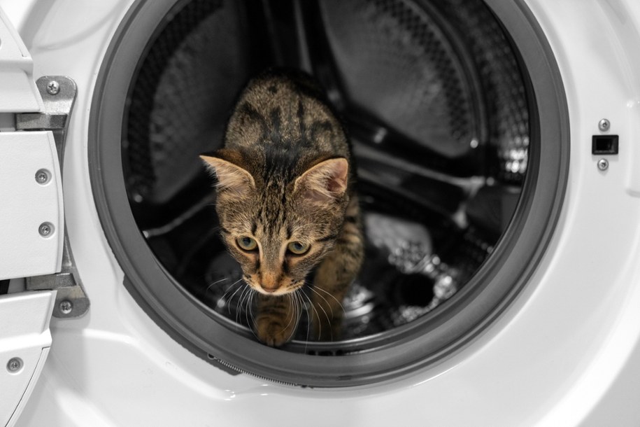 Kot przeżył cykl prania. "Spojrzałam na drzwiczki pralki i zobaczyłam ogon"