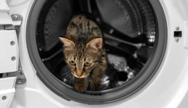Włochy: Cud w Wigilię: Kot przeżył 55 minut w pralce. Weterynarz walczył o jego życie