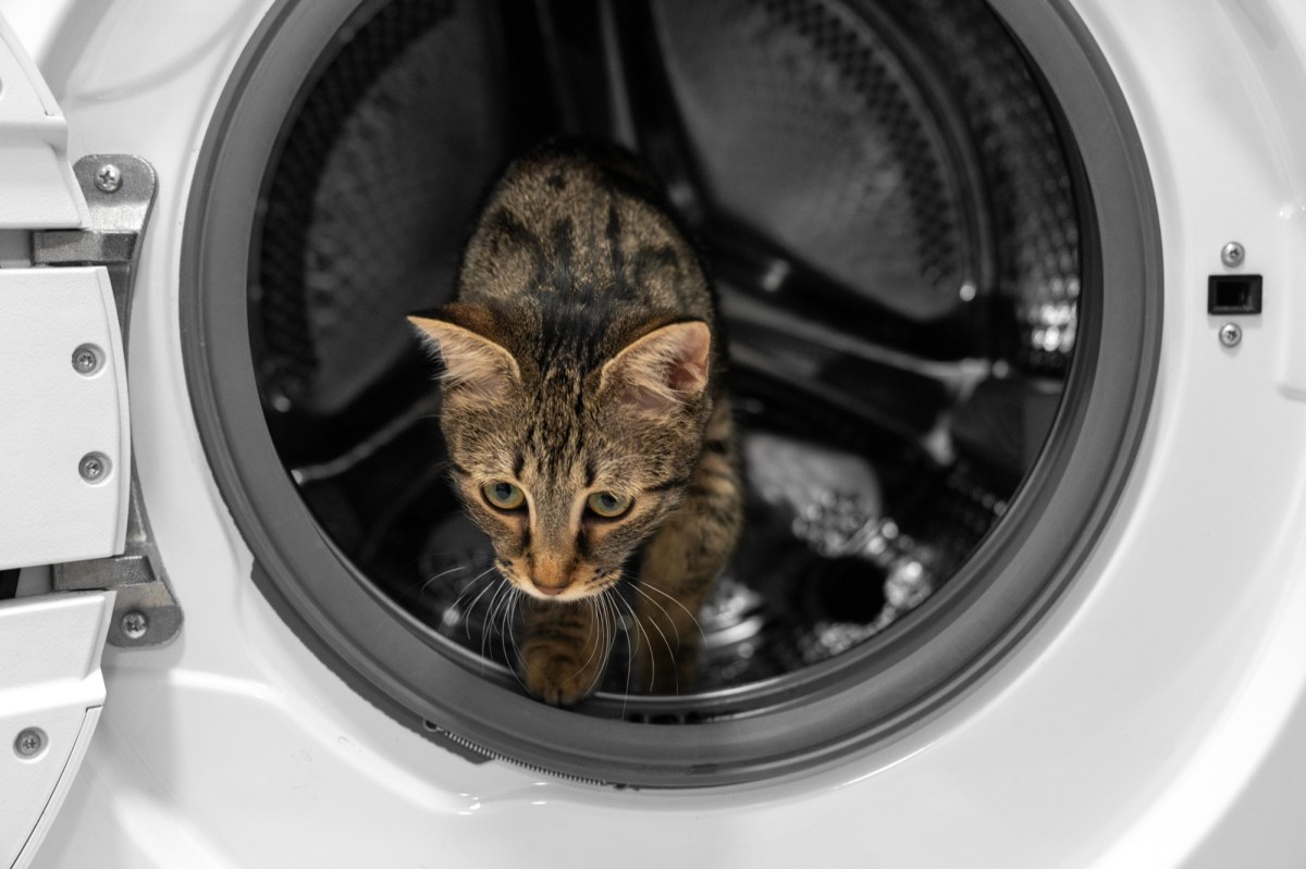 Włochy: Cud w Wigilię: Kot przeżył 55 minut w pralce. Weterynarz walczył o jego życie
