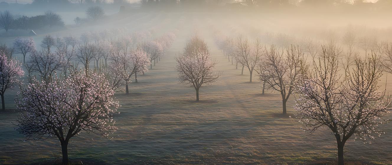 Pomoc dla sadowników - 1,8 tys. wniosków pierwszego dnia naboru - Agencja Restrukturyzacji i Modernizacji Rolnictwa