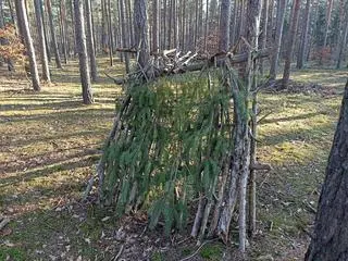 Ktoś zbudował szałas z samosiewu sosen
