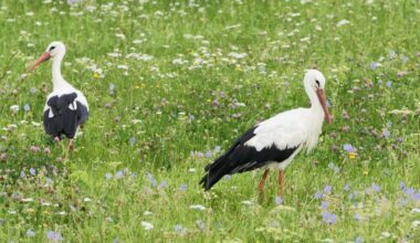 Limit środków na inwestycje przyczyniające się do ochrony środowiska i klimatu zwiększony po raz drugi - więcej rolników ma szansę na wsparcie - Agencja Restrukturyzacji i Modernizacji Rolnictwa
