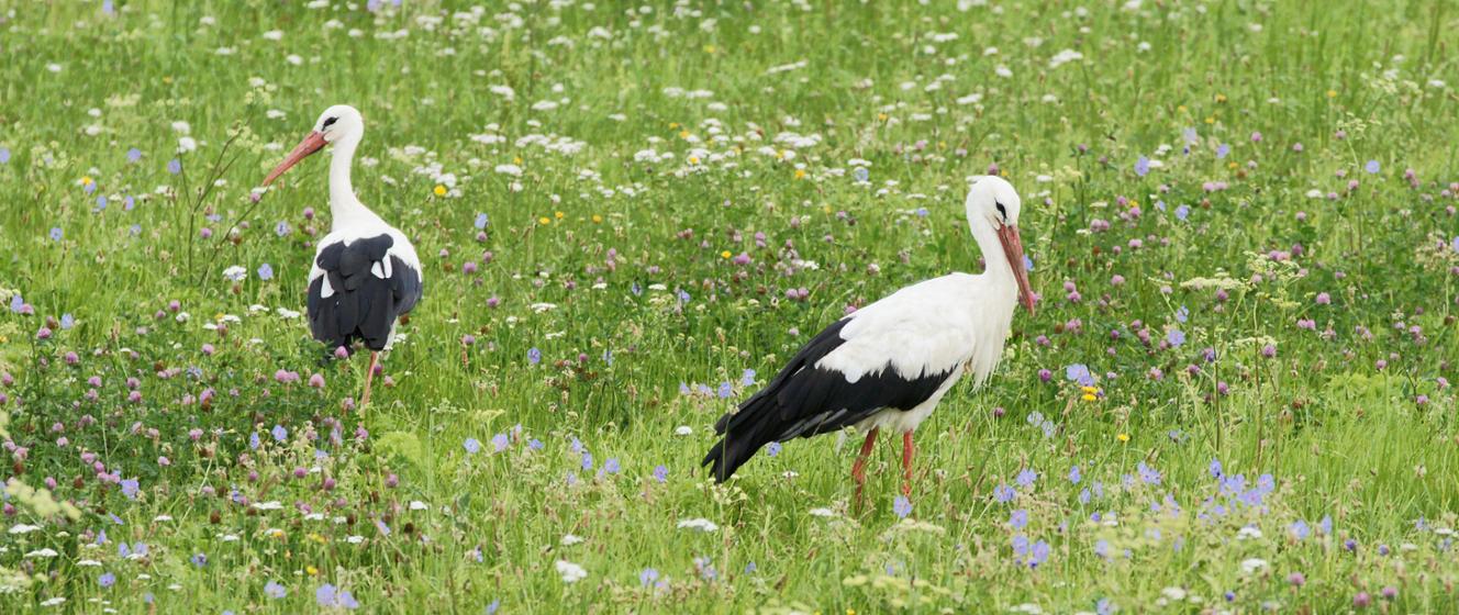 Limit środków na inwestycje przyczyniające się do ochrony środowiska i klimatu zwiększony po raz drugi - więcej rolników ma szansę na wsparcie - Agencja Restrukturyzacji i Modernizacji Rolnictwa