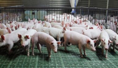 Ważne daty dla hodowców - Agencja Restrukturyzacji i Modernizacji Rolnictwa