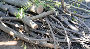 Palenie gałęzi na własnym polu. Przepisy nie zostawiają wątpliwości