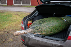 500 zł mandatu za choinkę do domu. Także za legalnie kupioną