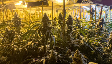 CBŚP rozbiło międzynarodową grupę produkującą marihuanę - Aktualności