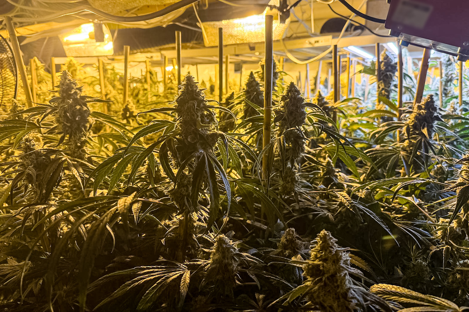 CBŚP rozbiło międzynarodową grupę produkującą marihuanę - Aktualności