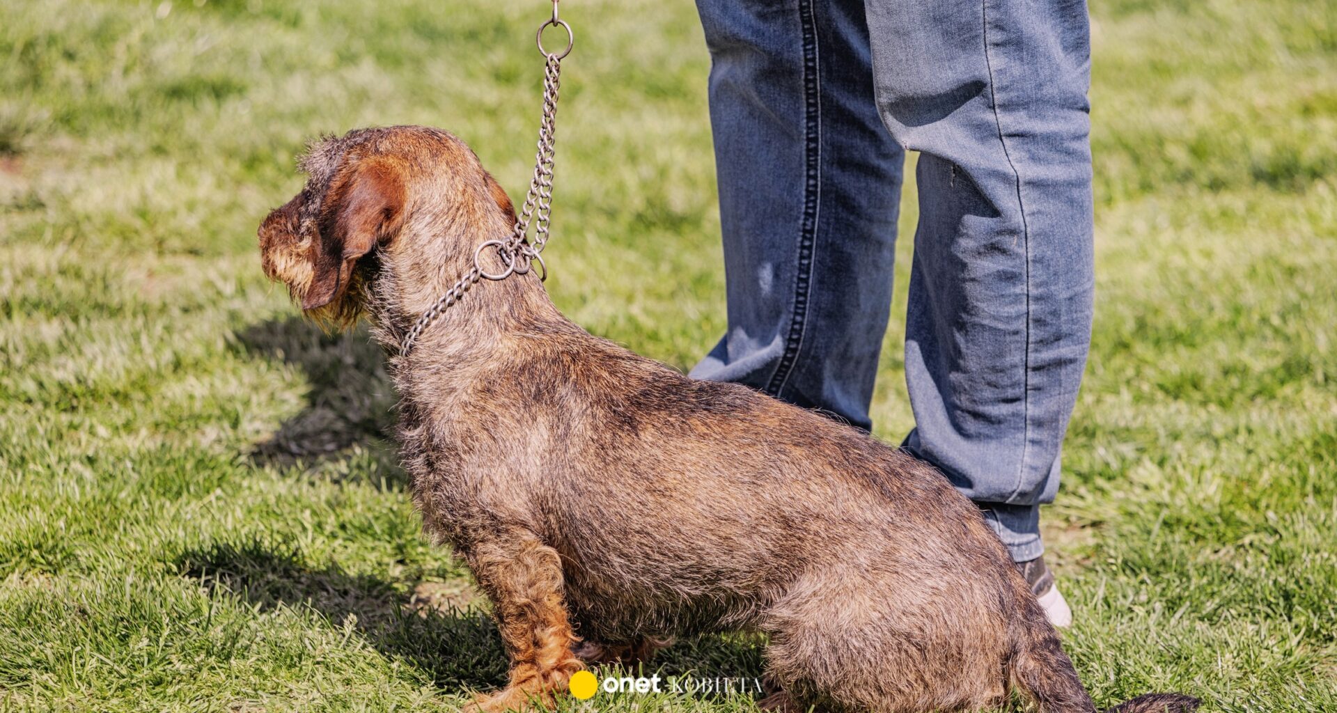 Zaginiony pies odnaleziony po pięciu latach. Niezwykły powrót Choco do domu