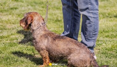 Zaginiony pies odnaleziony po pięciu latach. Niezwykły powrót Choco do domu