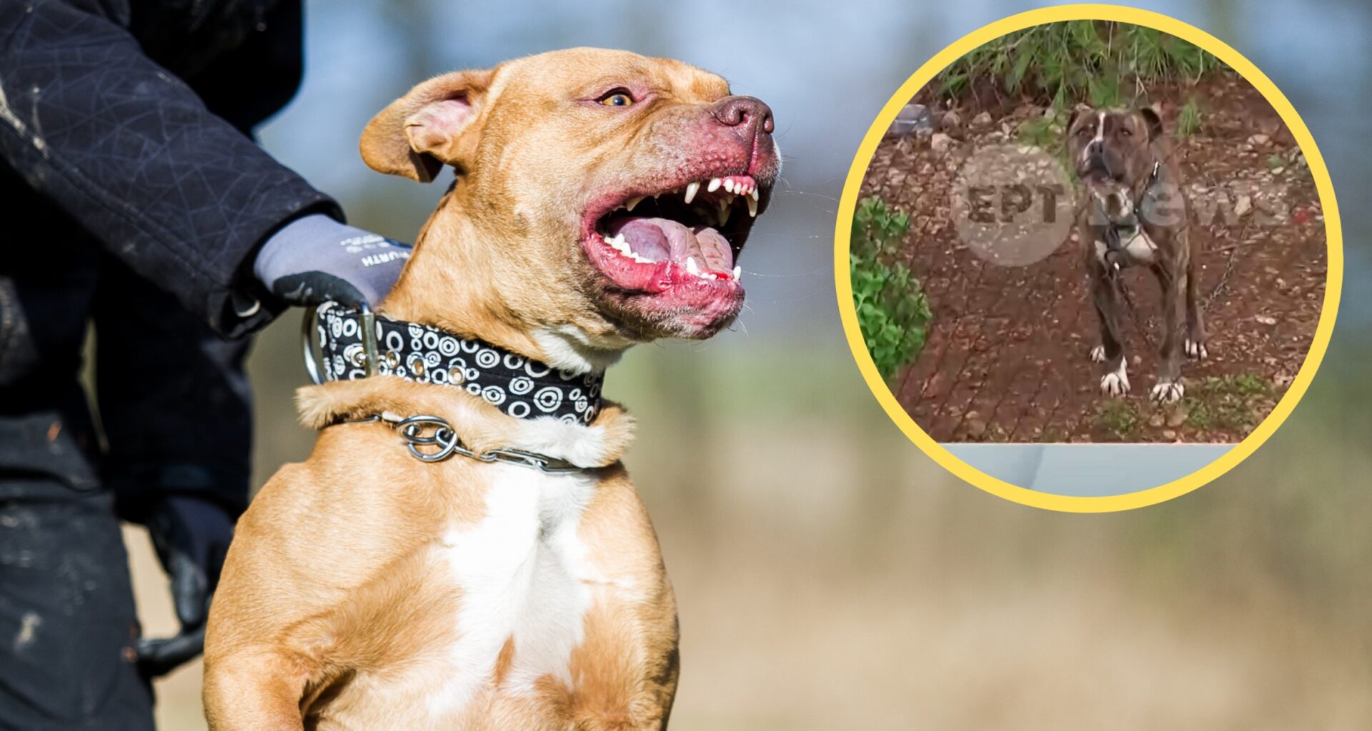Tragedia w Grecji. 2-latek nie żyje. Zagryzł go pies (fot. w kółku: screen: ertnews.gr)