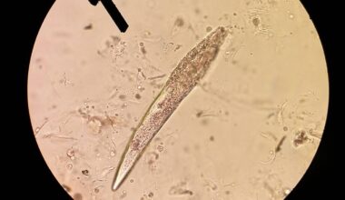 Nowy gatunek pasożyta odkryty w Polsce przez naukowców z Uniwersytetu Gdańskiego