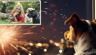 Przed sylwestrem robi to wielu właścicieli psów. Behawiorystka: to duży błąd