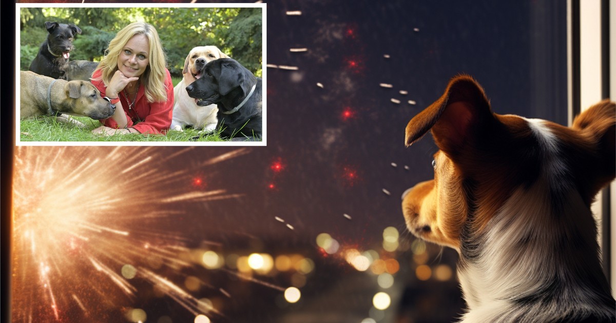 Przed sylwestrem robi to wielu właścicieli psów. Behawiorystka: to duży błąd