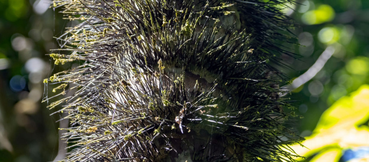 Śmiertelna roślina z hitowego serialu Apple TV. Czy naprawdę jest taka niebezpieczna?