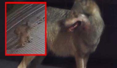 Atak wilka w centrum miasta. "Zagrożenie dla mieszkańców"