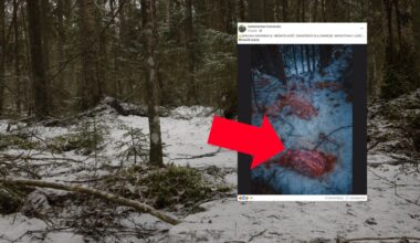 Ponad 100 kg mięsa w lesie. Leśnicy grzmią: zagrożenie biologiczne - Onet