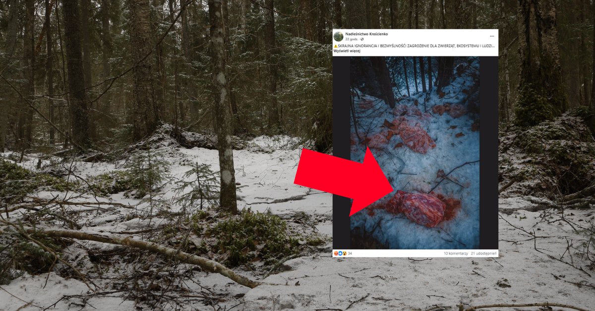 Ponad 100 kg mięsa w lesie. Leśnicy grzmią: zagrożenie biologiczne - Onet