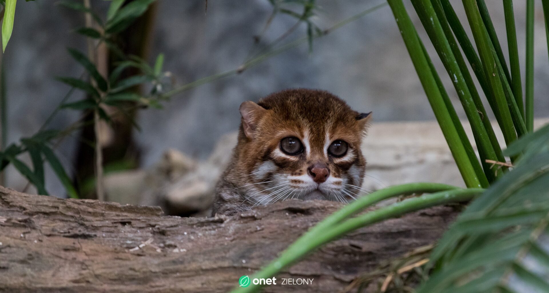 Fotopułapki uchwyciły wyjątkowego kota. Nie widziano go od prawie 30 lat