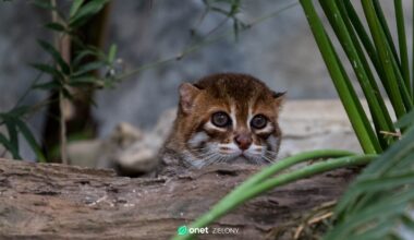 Fotopułapki uchwyciły wyjątkowego kota. Nie widziano go od prawie 30 lat