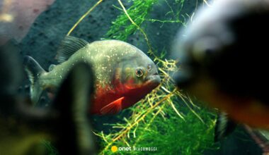 Atak piranii w Brazylii. 2-letnia dziewczynka nie żyje - Onet Wiadomości