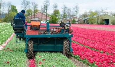 Ile wynoszą holenderskie emerytury dla Polaków? Oto najnowsze dane