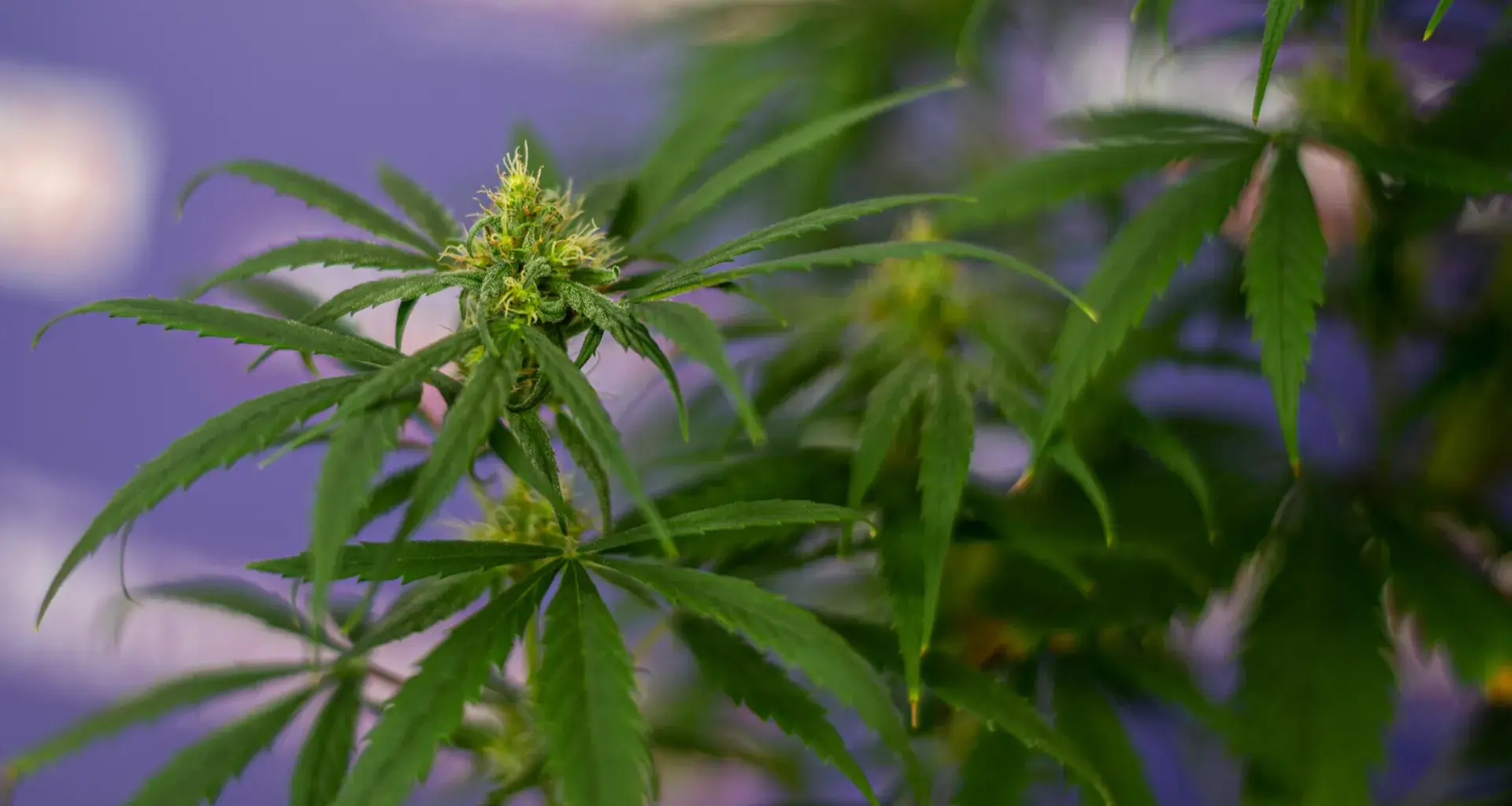 Syrski: Ukrainie wystarczy 800-tysięczna armia