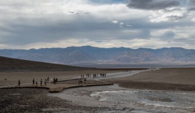 Grasują we włoskich miastach. "Wyrządzają szkody, ale je kochamy"