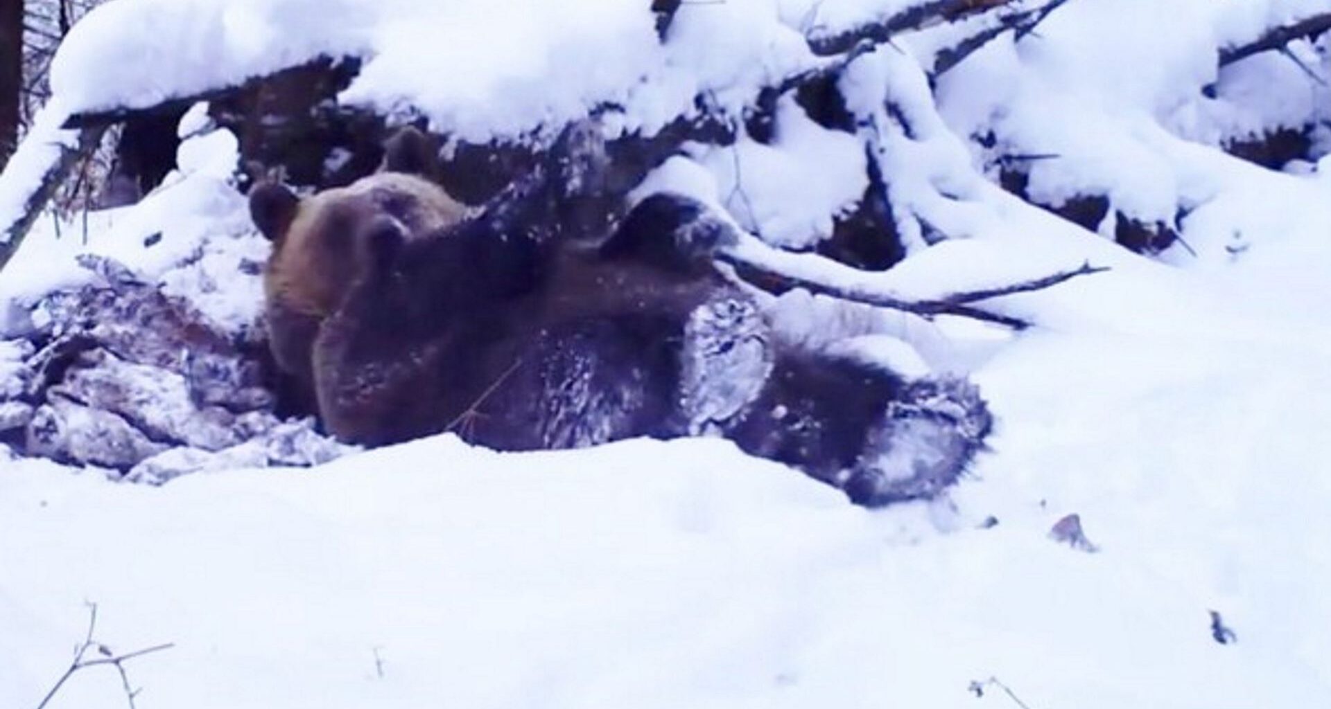 Nagranie z trasy S2. Prawie wpadł pod ciężarówkę