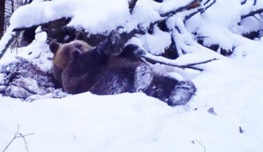 Nagranie z trasy S2. Prawie wpadł pod ciężarówkę