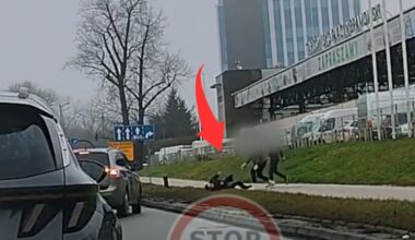 Delfiny w Odrze. Jest rozpoznanie. Pomylili je z morświnami