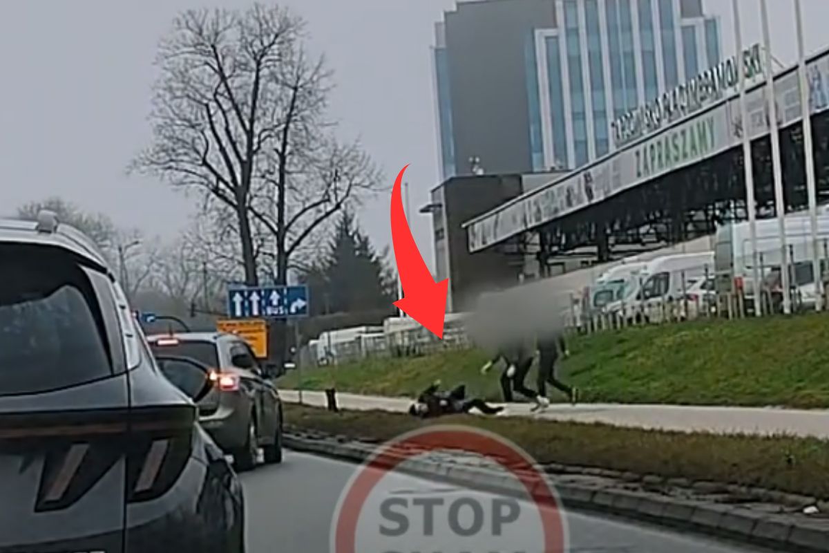 Delfiny w Odrze. Jest rozpoznanie. Pomylili je z morświnami