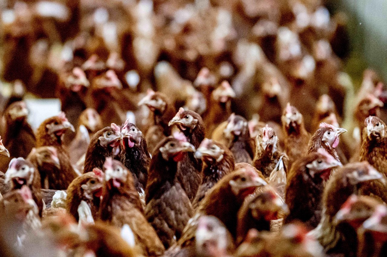 Chińczycy czekają na kurze łapki z Polski. Branża już zaciera ręce