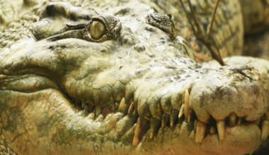 Odkrycie w brzuchu krokodyla. "Ma tysiące lat"