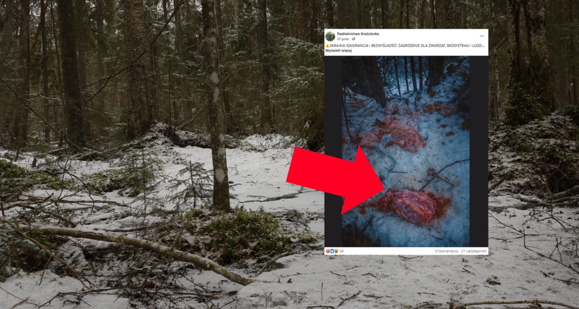 Leśnicy znaleźli 130 kg mięsa w lesie