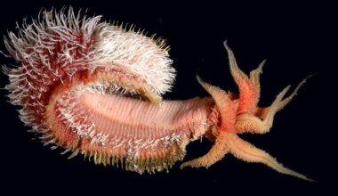 Alvinella Pompejana potrafi przeżyć w temperaturze 55 st. C