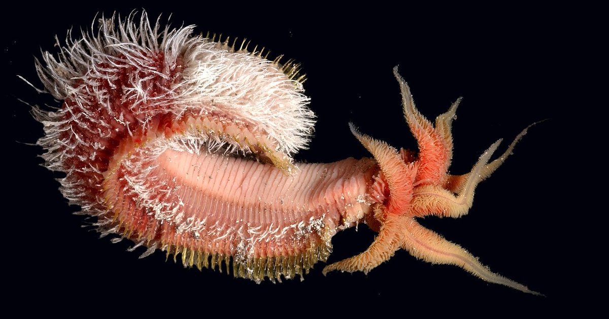 Alvinella Pompejana potrafi przeżyć w temperaturze 55 st. C