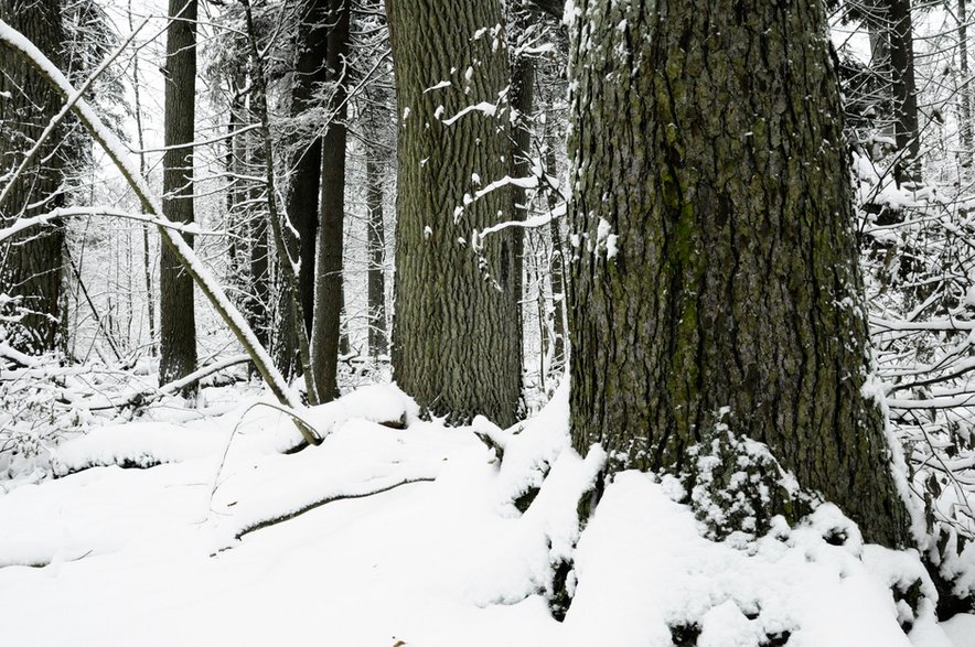 Puszcza Białowieska jest jednym z 1248 obiektów wpisanych na Listę Światowego Dziedzictwa UNESCO